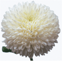 200710-2.gif