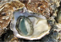 aji200702.jpg
