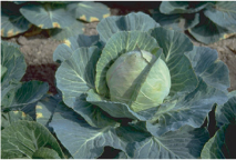 aji200704.jpg